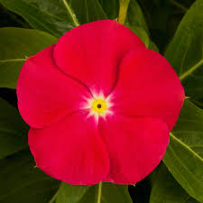 Image result for Catharanthus roseus