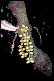 Image result for Gnetaceae