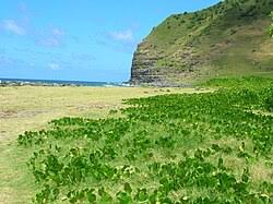 Image result for Vigna frutescens