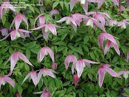 Pin On Clematis