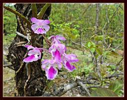 Forest Orchid Aerides Maculosum Orchids Orchids 101 Wild Orchid