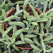 Image result for Senecio viminalis