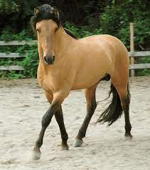 48 best wild horse dreams. Ridiculouslygorgeousequines Horses Mustang Horse Buckskin Horse