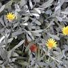 Gazania rigens, gazania splendens семейство астровые (asteraceae). Https Encrypted Tbn0 Gstatic Com Images Q Tbn And9gcqa1r Erfa78o4q8z803vff0l5e5rjxyplx18jk1vxpnue6afge Usqp Cau