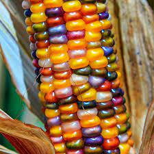 Glass Gem Ornamental Corn Seed Gurney