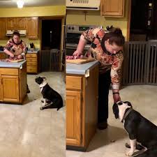 If you have faced hardship or turmoil in your life and come out stronger and wiser, then you will be drawn to the idea of a tattoo of a phoenix emerging from the ashes. That Damn Dog Is Never Staying In My House My Mom Aww