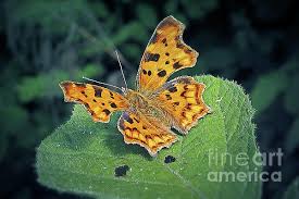 Image result for Polygonia c-album