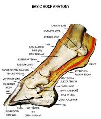 The hoof is arguably one of the most some horses are referred to as wide or wide barreled because the circumference of the ribs and. This Is A Detailed Diagram Of A Horse S Hoof This Will Help Me Apply This To My Integument Presentation Horse Anatomy Horse Care Horse Health