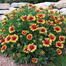 They're relatively easy to grow and care for and create an incredible palette of colors, textures. 26 Best Flowers For Florida Flower Landscape Perennial Plants High Country Gardens
