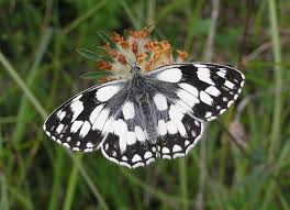 Common sootywing (pholisora catullus) it is rare to encounter a butterfly that is purely black in color. Uk Butterflies Marbled White Melanargia Galathea