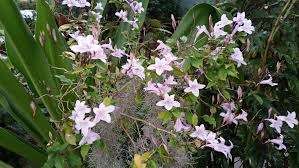 Image result for Mackaya