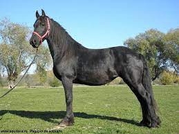 Ambele imobile sunt dotate cu gresie, faianta, parchet. Cai De Vanzare Friesian Iepe 2 Pe Equitana Ro Magazin De Echitatie Cai Frumosi Sopinceanc