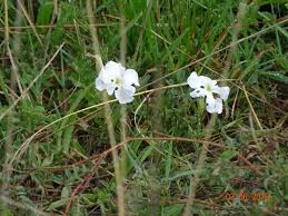 Image result for Cycnium