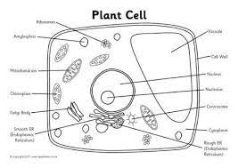 Illustration cell clip art science biology plant black and white. Label The Plant Cell Worksheets Sb11867 Sparklebox