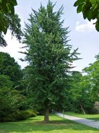 Now ginkgo biloba гинкго плюс 500 мг капсулы, 50 шт. Ginkgo Biloba Tremonia Saulenformiger Ginkgobaum Gunstig Kaufen