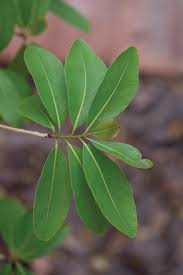 Image result for Ochna cinnabarina