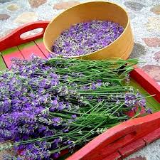 ʜᴀᴅᴀᴄᴀʀᴏʟɪɴᴀ Lavendel Lila Farbe Blumen