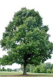 White Oak Quercus Alba White Oak Tree Trees To Plant Deciduous Trees