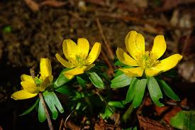 Fiori gialli primaverili spontanei / 20 piante che potreste incontrare lungo una strada di campagna blog di matematica e scienze : Ranuncoli Ambiente E Biodiversita