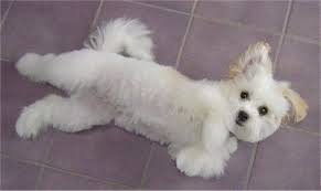 Adopt a rescue dog through petcurious. Shih Mo Dog Breed Information And Pictures