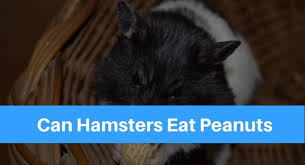 The sweet treat can be poisonous to rabbits and should never be fed to them. Can Hamsters Eat Peanuts Petsolino