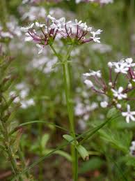 Image result for Indigofera phyllanthoides