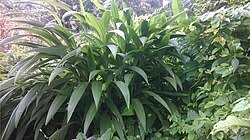 Image result for Setaria restioidea
