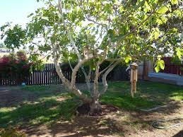 Related Image Tree Pruning Fig Tree Growing Tree