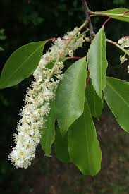 Image result for Prunus serotina