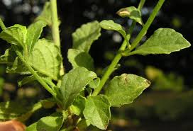 Image result for Vernonia cinerea