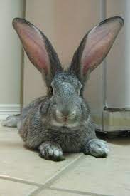 11 Flemish Rabbits Ideas Giant Rabbit Flemish Giant Rabbit Flemish Giant