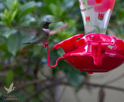 A guide to the best native flowers that attract hummingbirds and why you should choose them! Fall Is The Time Of Year For Migrating Hummingbirds In Northwest Florida Walton Outdoors