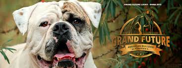 Our average dog weighs over 95 pounds. Champion American Bulldog Puppies Grand Future Kennel