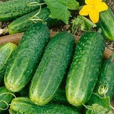 Image result for Cucumis sativus
