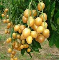 Quất hồng bì và công dụng điều trị bệnh hiệu quả - YouMed