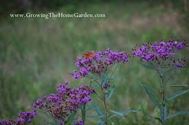 Image result for Vernonia