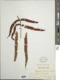 Image result for Ctenitis cirrhosa