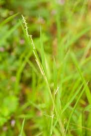 Image result for Leersia