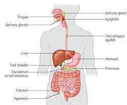 Digestion In Humans Learn Biology Class 7 Amrita Vidyalayam Elearning Network