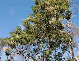 Image result for Neocussonia umbellifera