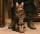 Harry Potter Cat Cartoon