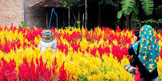 Indonesia memang surganya tempat wisata, ada banyak sekali jenis wisata yang bisa kita pilih, seperti jogja bay bunga sakura di jepang. Klaten Kini Punya Taman Bunga Bernuansa Belanda Halaman All Kompas Com