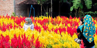 Belum banyak yang tahu bahwa bunga sakura tidak hanya tumbuh dan mekar di jepang saja. Klaten Kini Punya Taman Bunga Bernuansa Belanda Halaman All Kompas Com