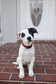 Adopting a pet in the new york city or los angeles area? 900 Adoptable Dogs Ideas In 2021 Dogs Up For Adoption Dogs Dog Adoption