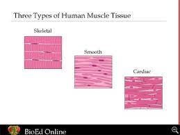Muscle Tissue Skeletal Smooth Cardiac Muscle Tissue Anatomy And Physiology Muscle
