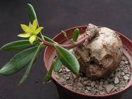 Image result for Talinum crispatulum