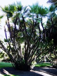 Image result for Acoelorrhaphe wrightii