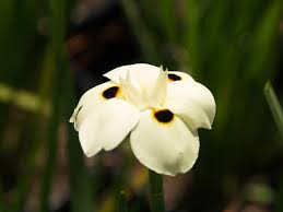 Image result for Dietes