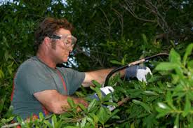 3519 mcdonald ave, modesto, ca 95358. Tree Services Aurora Il Tony S Tree Service