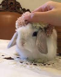 8 Things You Do That Upsets Your Bunny Video Video Cute Baby Bunnies Cute Baby Animals Cute Funny Animals